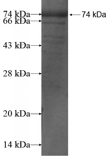 Recombinant Human CHMP7 SDS-PAGE