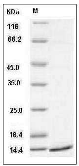 Mouse CCL20 / MIP-3 alpha Protein (His Tag) SDS-PAGE