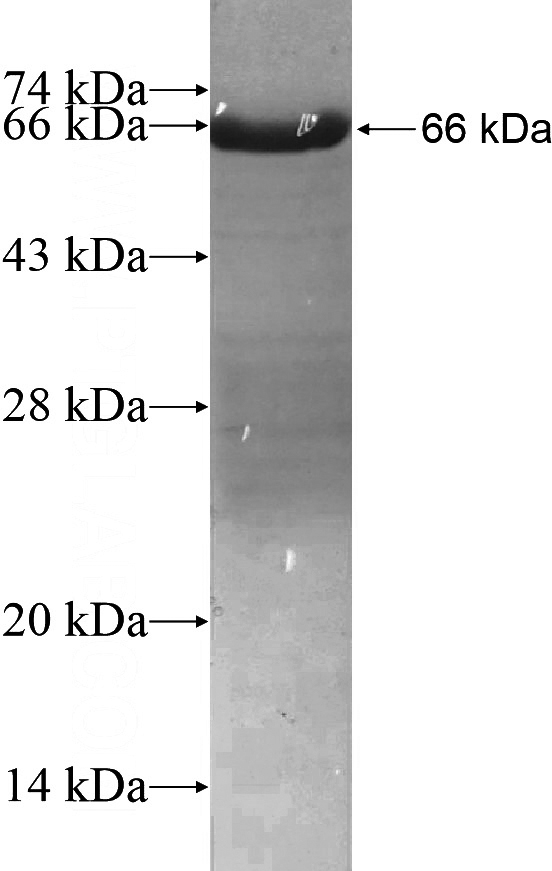 Recombinant Human TDRD3 SDS-PAGE