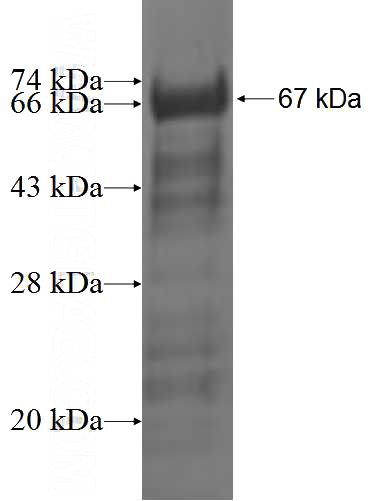 Recombinant Human PPIG SDS-PAGE