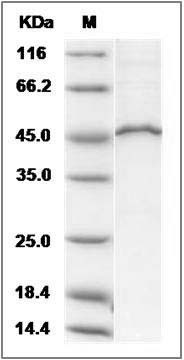 Human MVK / Mevalonate kinase Protein (His & GST Tag) SDS-PAGE