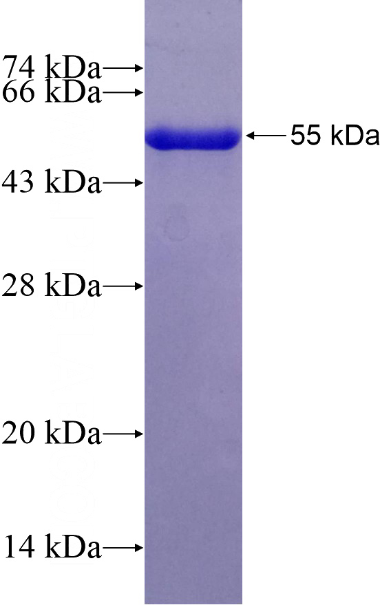 Recombinant Human RNA Polymerase II SDS-PAGE