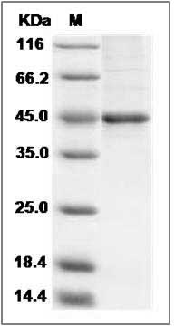 Human PDHA1 / C54G Protein1 (aa 30-390) SDS-PAGE