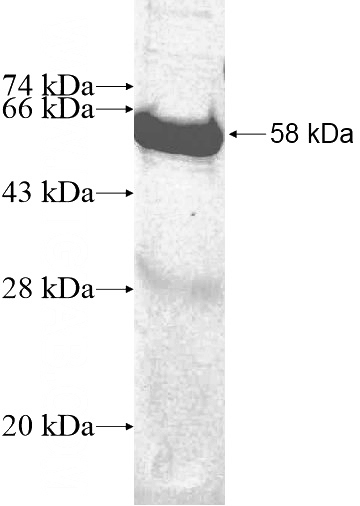Recombinant Human SPR SDS-PAGE