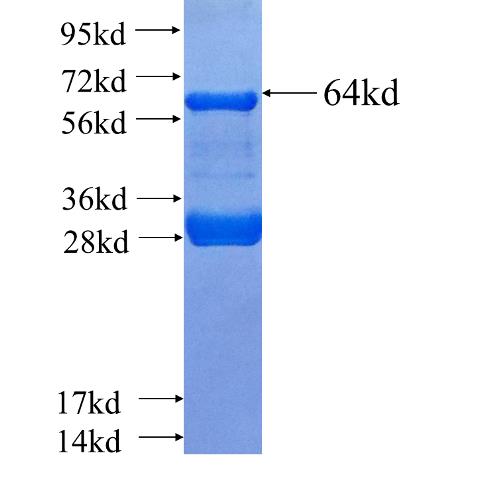 Recombinant human AFG3L2 SDS-PAGE