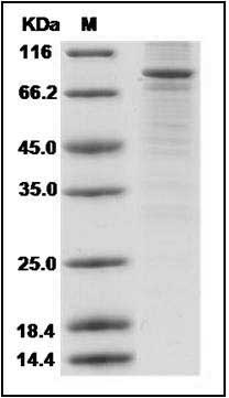 Human PPARG / Nr1c3 / PPARgamma Protein (His & GST Tag) SDS-PAGE
