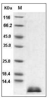 Mouse CCL17 / TARC Protein SDS-PAGE