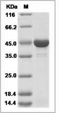 Rat CKMT2 / S-MTCK Protein (His Tag)