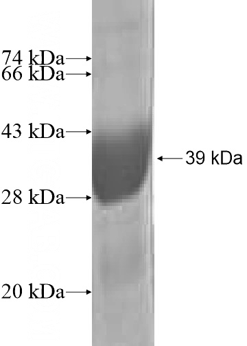 Recombinant Human UBL3 SDS-PAGE