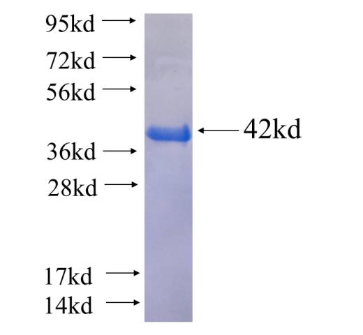 Recombinant human BPNT1(Full length) SDS-PAGE