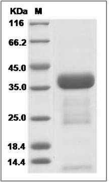 Cnpy3 protein SDS-PAGE
