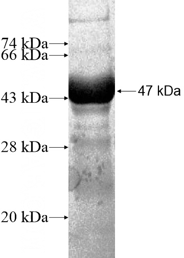 Recombinant Human GLO1 SDS-PAGE