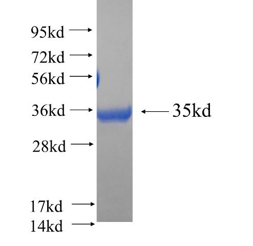 Recombinant human PPOX SDS-PAGE