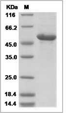TNFSF13B protein SDS-PAGE