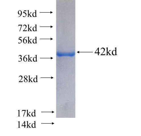 Recombinant human POLR3F(Full length) SDS-PAGE