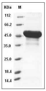 Mouse BLMH / Bleomycin Hydrolase Protein (His Tag) SDS-PAGE