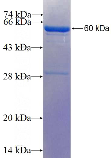 Recombinant Human CYB5R3 SDS-PAGE