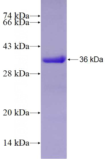 Recombinant Human MED4 SDS-PAGE