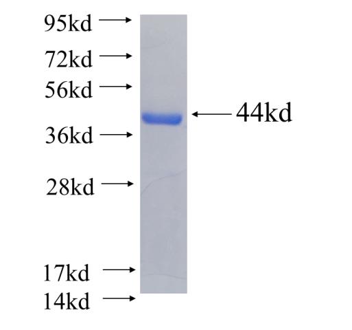 Recombinant human CLEC14A SDS-PAGE