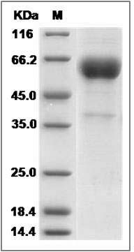 Cynomolgus NKp80 / KLRF1 Protein (Fc Tag) SDS-PAGE