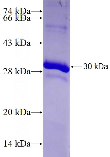 Recombinant Human MRRF SDS-PAGE