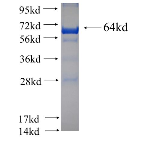 Recombinant human GNE SDS-PAGE