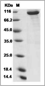 Human KEAP1 / INRF2 Protein (His & GST Tag) SDS-PAGE