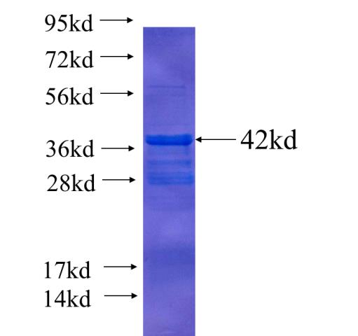 Recombinant human RPL27 SDS-PAGE