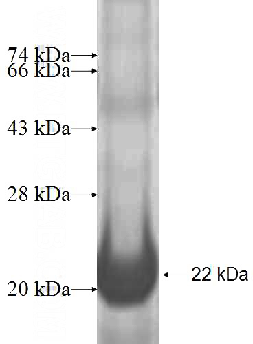 Recombinant Human RPL27 SDS-PAGE