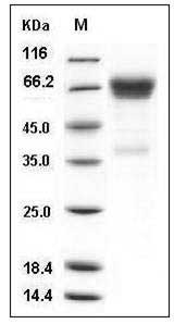 Human OLFM4 / GW112 Protein (His Tag) SDS-PAGE