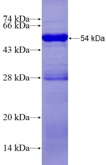 Recombinant Human TRAF6 SDS-PAGE