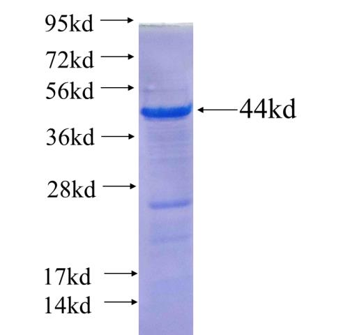 Recombinant human PDE4A SDS-PAGE