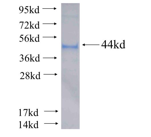 Recombinant human INF2 SDS-PAGE