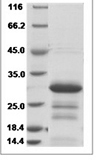 Mouse CNPY4 Protein 15473