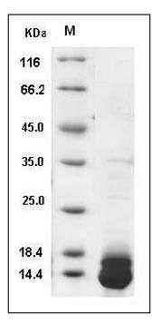 Mouse S100A1 Protein (His Tag) SDS-PAGE