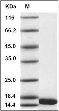 Human Tubulin folding cofactor A / TBCA Protein SDS-PAGE