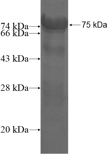 Recombinant Human BFSP1 SDS-PAGE