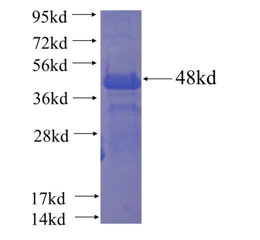 Recombinant human C20orf20 SDS-PAGE