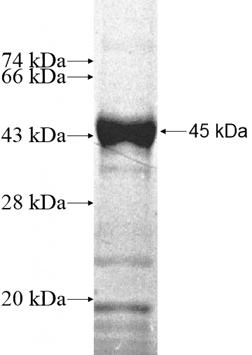 Recombinant Human TCEA3 SDS-PAGE