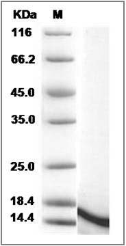 Rat IL20 / Interleukin-20 Protein SDS-PAGE