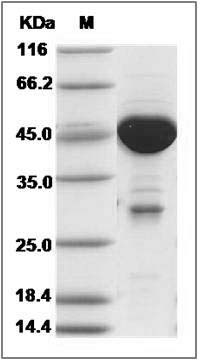Human MOBKL1A / MOB1B Protein (GST Tag) SDS-PAGE