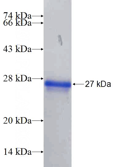Recombinant Human EFCAB1 SDS-PAGE