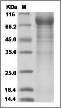 Human IL3RA / CD123 Protein (His & Fc Tag)