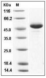 Human BLyS / TNFSF13B / BAFF Protein (Fc Tag) SDS-PAGE