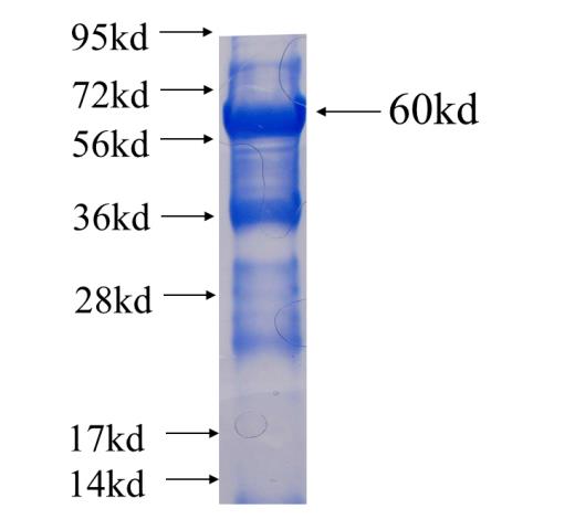 Recombinant human GPR50 SDS-PAGE