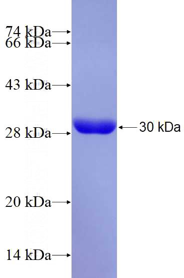Recombinant Human OSTF1 SDS-PAGE