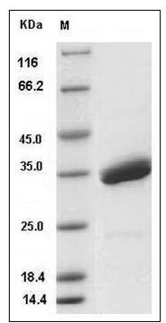 Mouse SPINK4 Protein (Fc Tag) SDS-PAGE