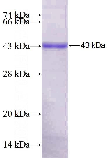 Recombinant Human TBX21,T-bet SDS-PAGE