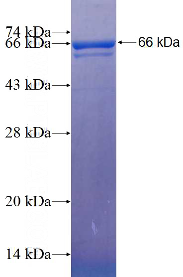 Recombinant Human SFRS17A SDS-PAGE