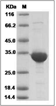 Human BVES / POPDC1 Protein (GST Tag) SDS-PAGE